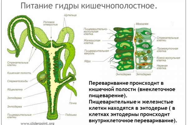 Сайт вместо гидры